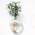 Bubbly™ Hydroponic Vases